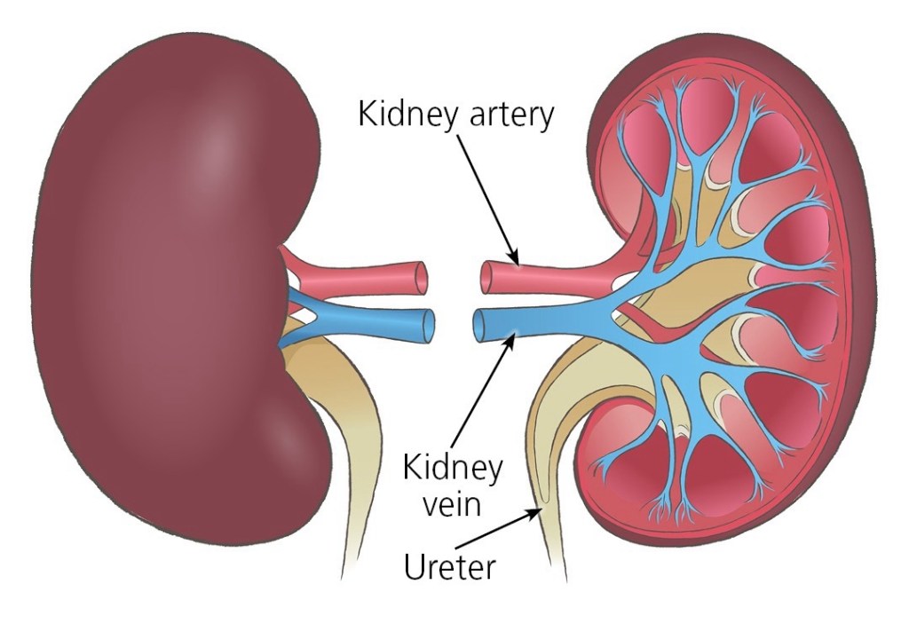 Are my kidneys fine or are they on the path to&nbsp;failing?
